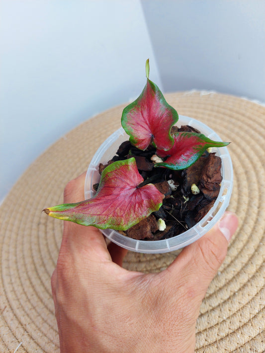 Caladium Exotic Dancer -2