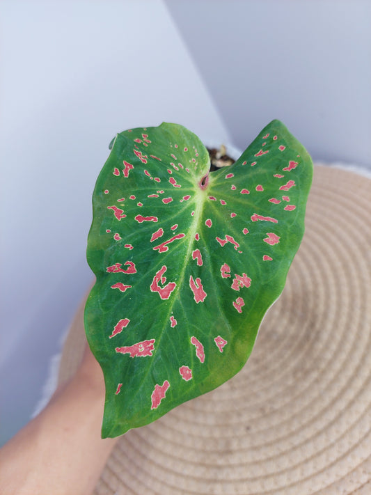 Caladium Miss Muffet -1