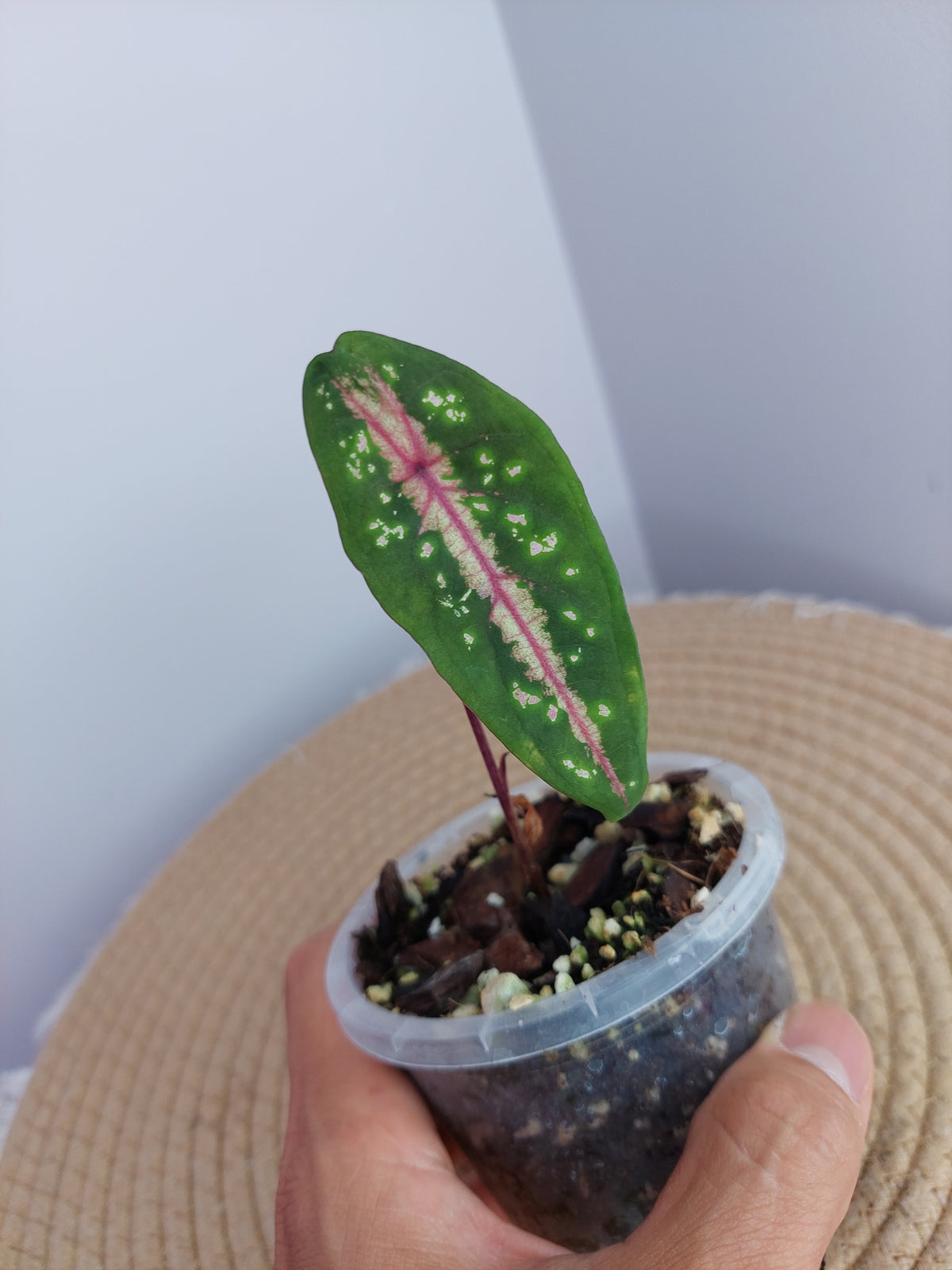 Caladium Bicolor x Picturatum -1