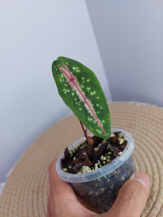Caladium Bicolor x Picturatum -1