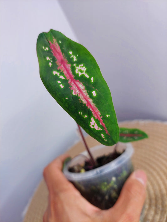 Caladium Bicolor x Picturatum -2