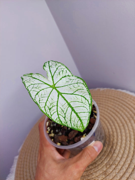Caladium White Christmas -1