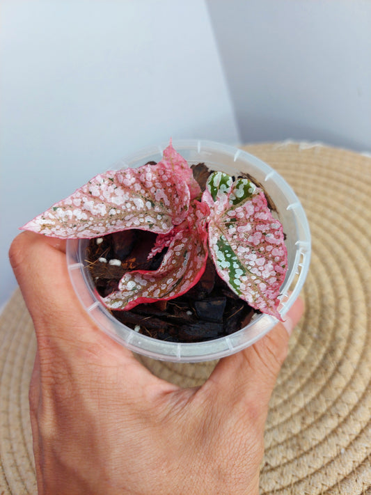 Begonia Snow Capped Variegated -1