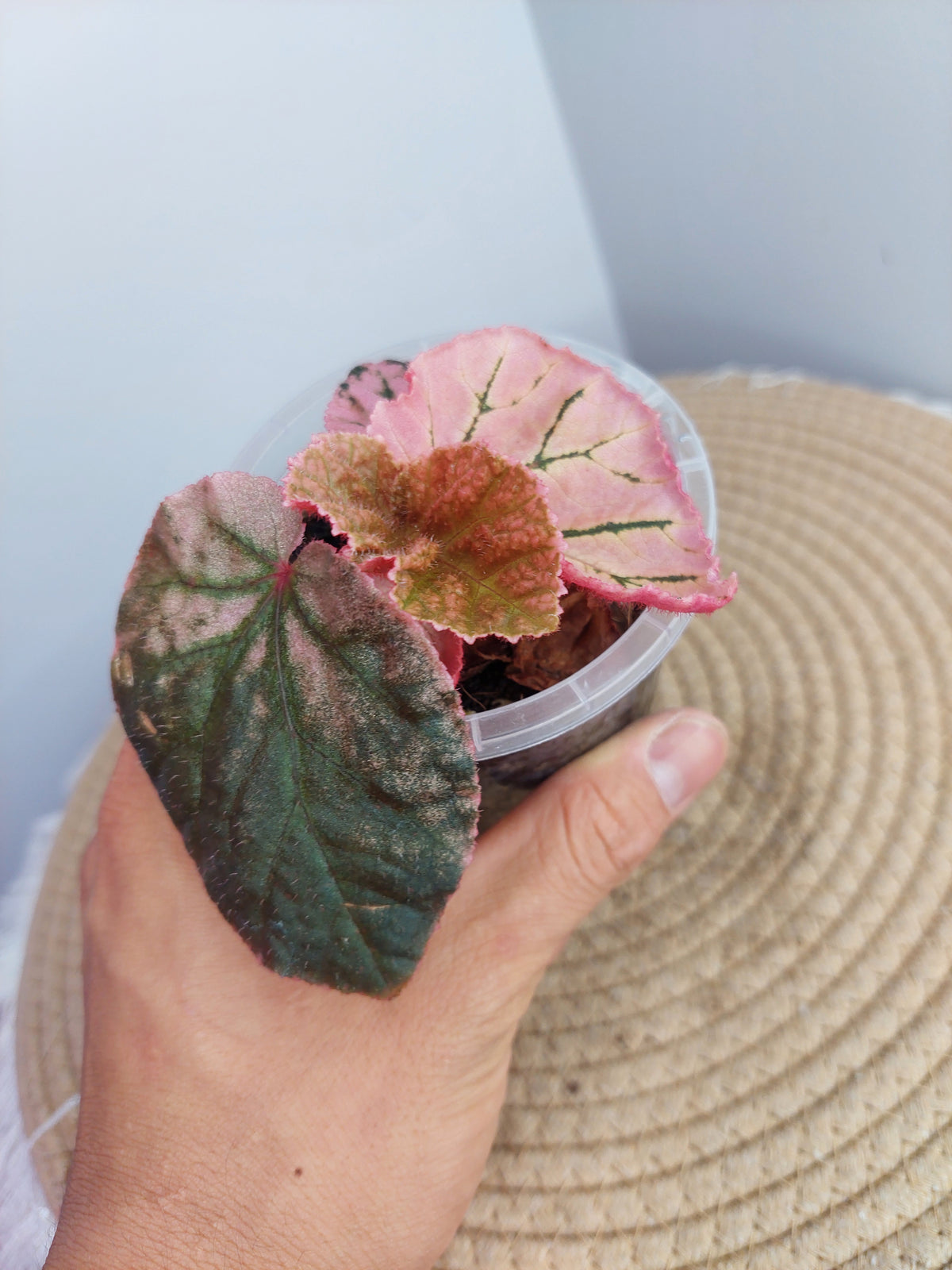 Begonia Midnight Sun -1