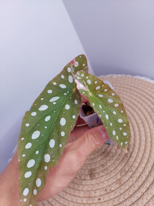 Begonia Maculata Pink Variegated - 1