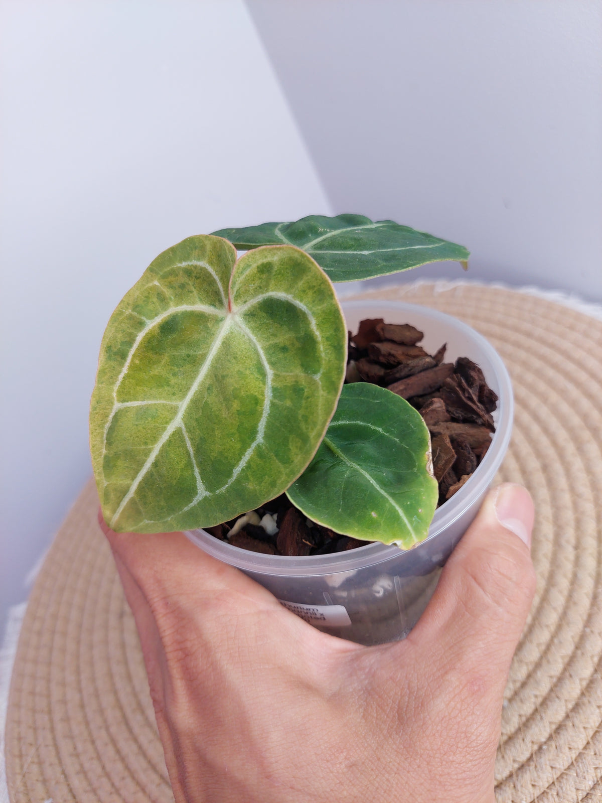 Anthurium Hoffmannii X Variegated -1