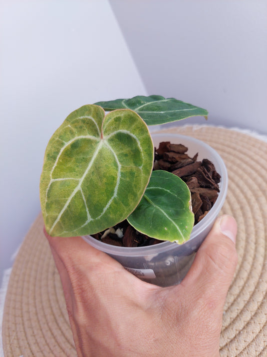 Anthurium Hoffmannii X Variegated -1