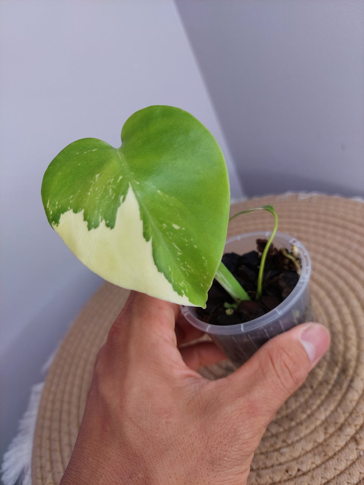 Monstera Lemon Pom Pom -1
