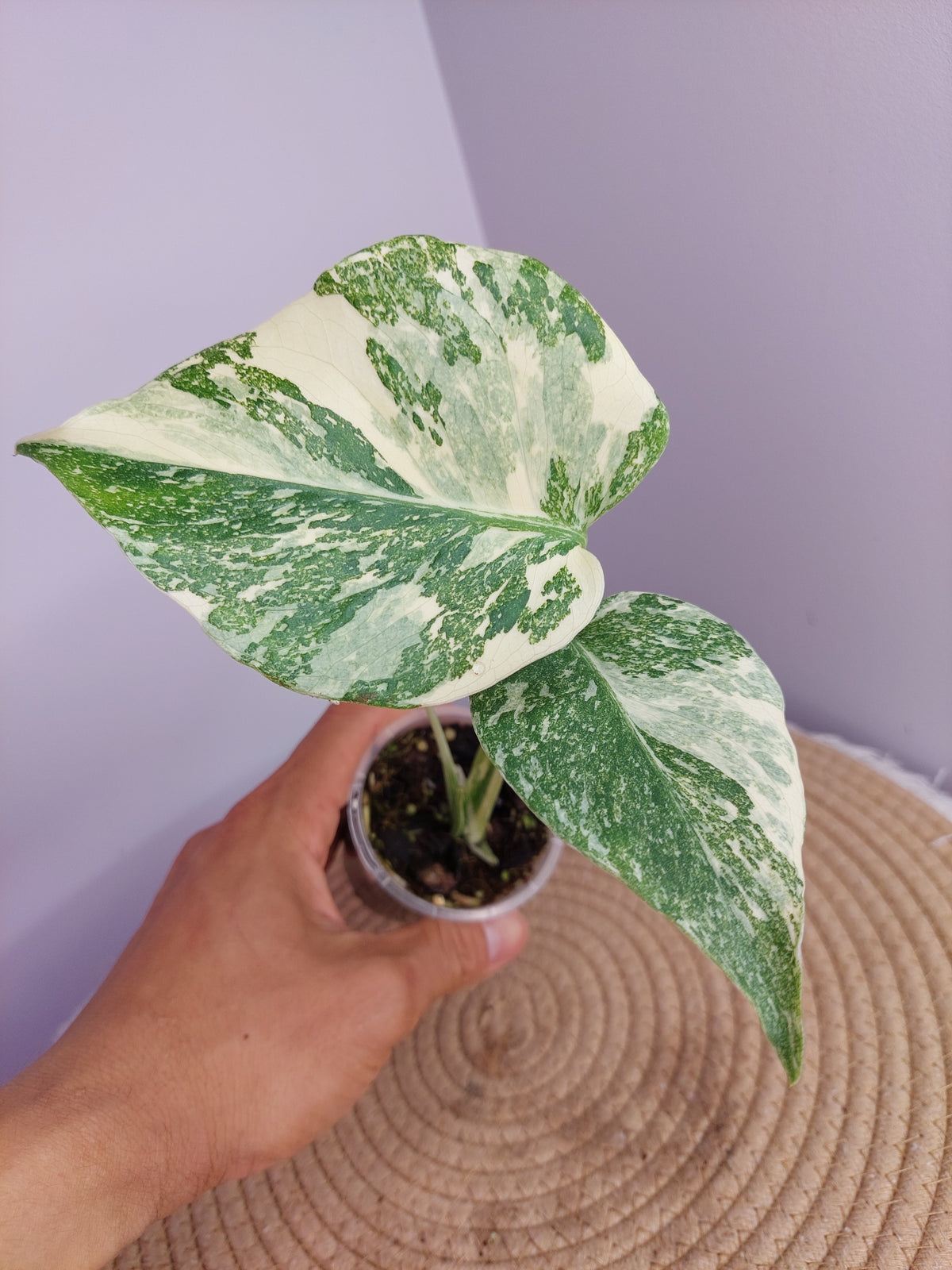 Monstera ‘Placer Gold’ (Golden Sand) -1