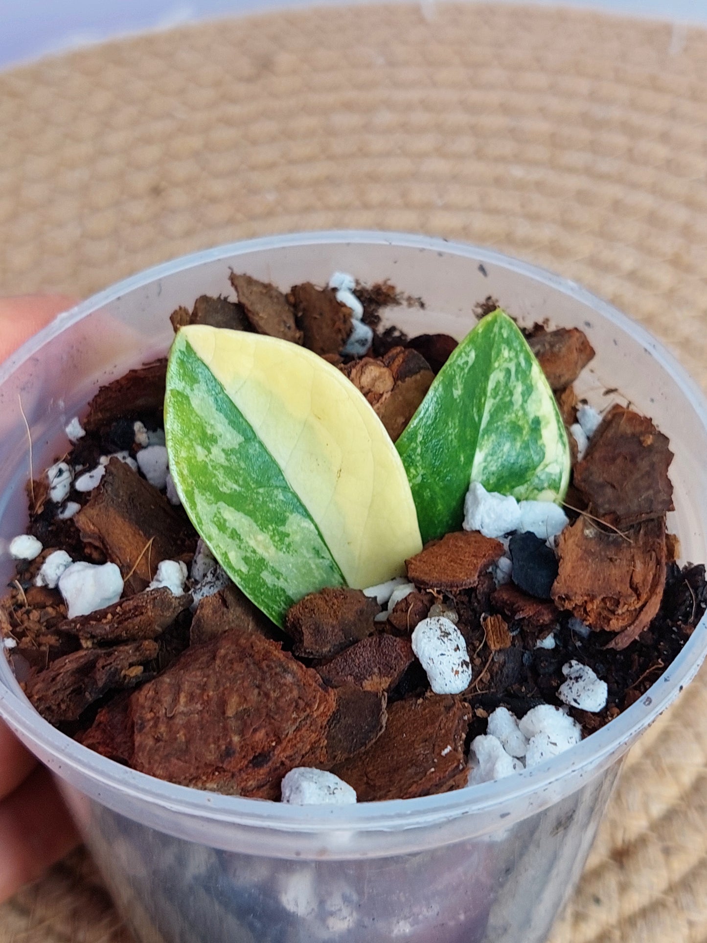 ZZ Plant Variegated - 1