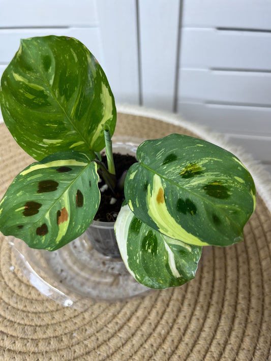 Maranta Variegated (Prayer Plant) 21
