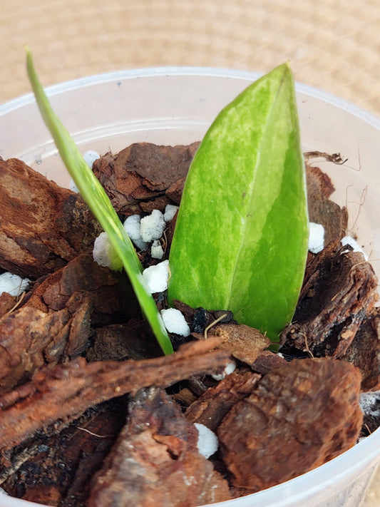 ZZ Plant Variegated - 2