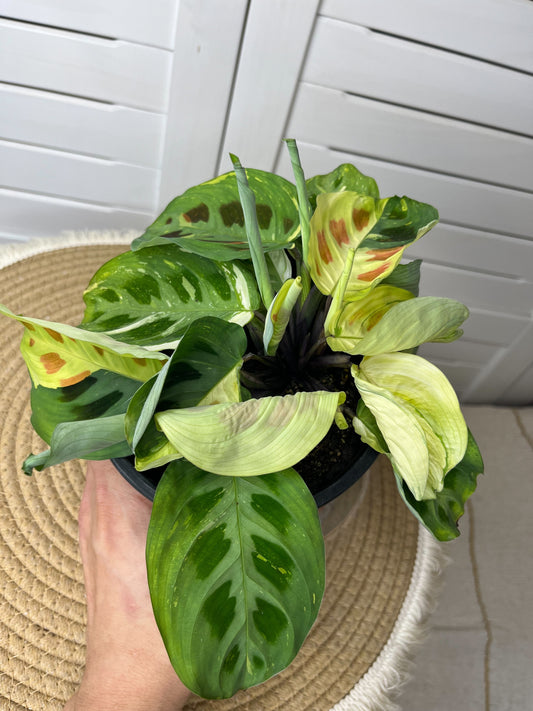 Maranta Variegated (Prayer Plant) 24