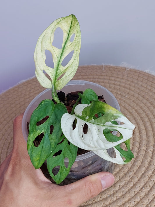 Monstera Monkey Mask(Adansonii) Variegated - 1