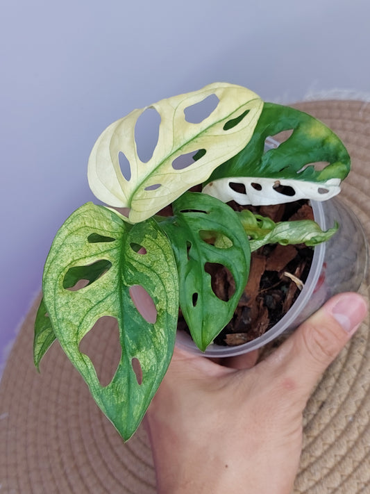 Monstera Monkey Mask(Adansonii) Variegated - 2