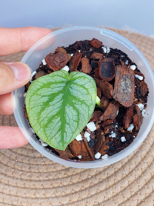 Monstera Dubia - 1