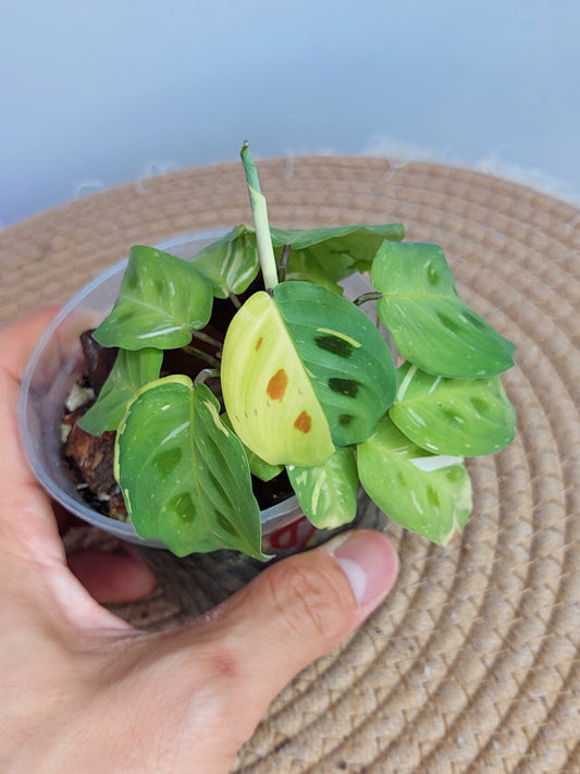 Prayer Plant(Maranta) Variegated - 1