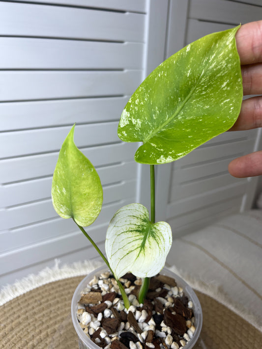 Monstera Deliciosa Mint Variegated #2