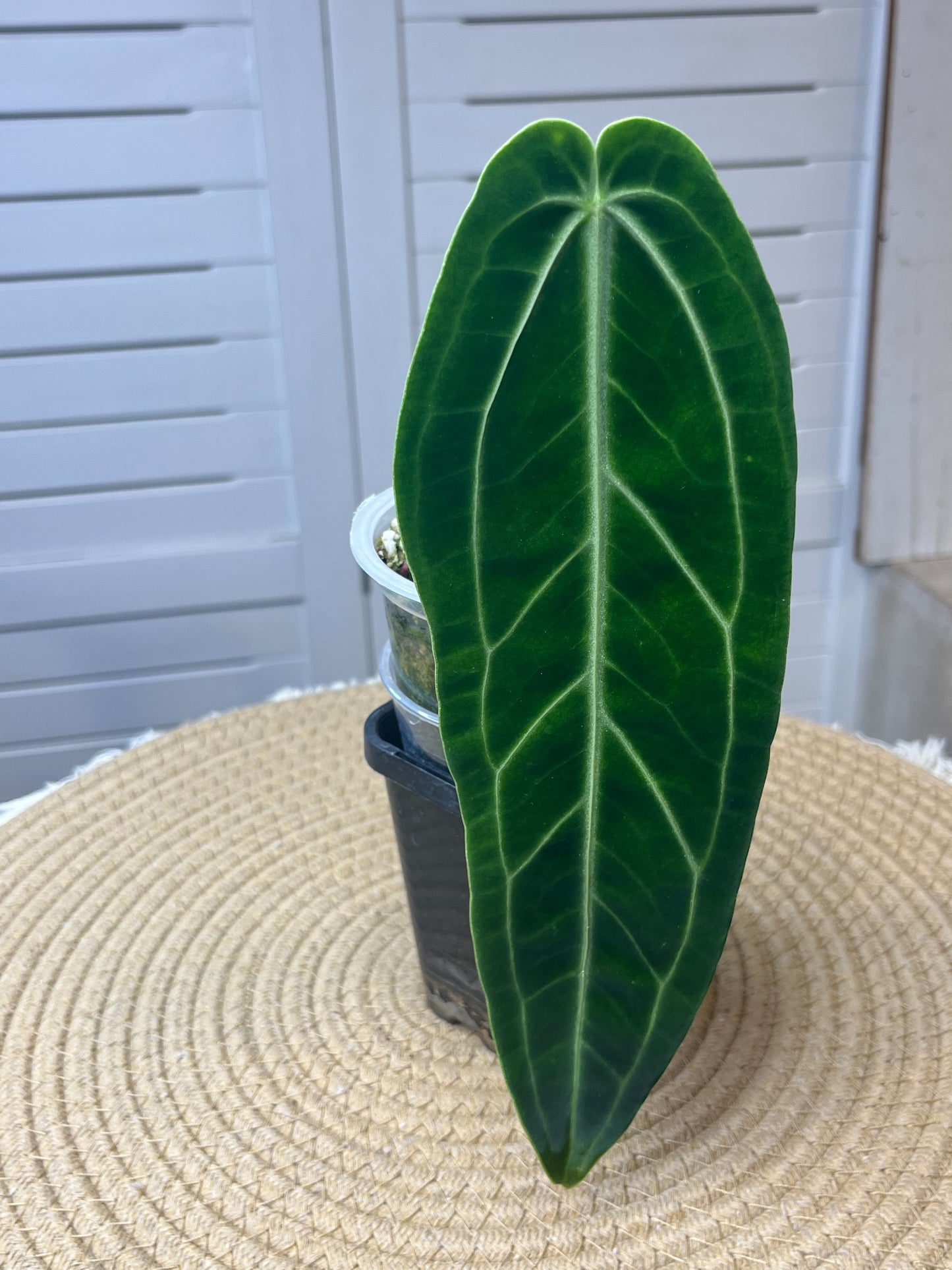 Anthurium Warocqueanum -1