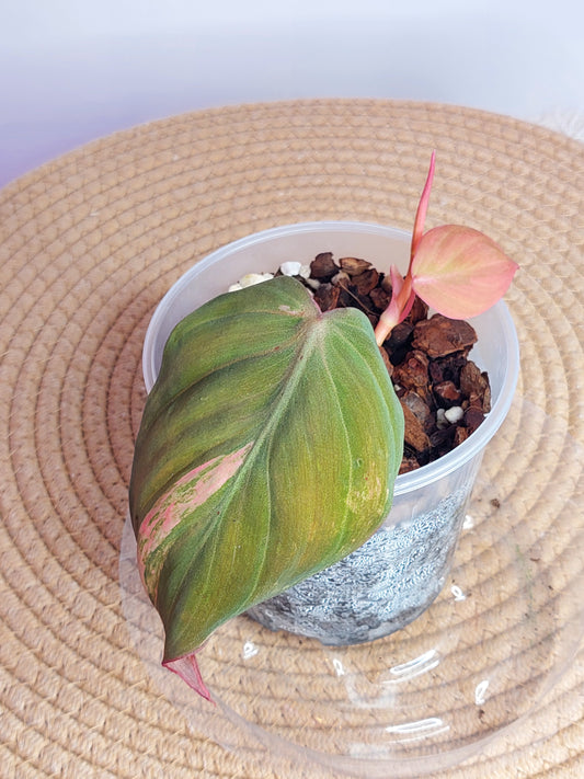 Philodendron Mican Variegated - 2