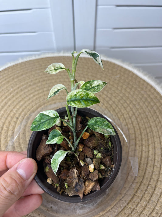 Epipremnum Pinnatum Bali Hanoman 2