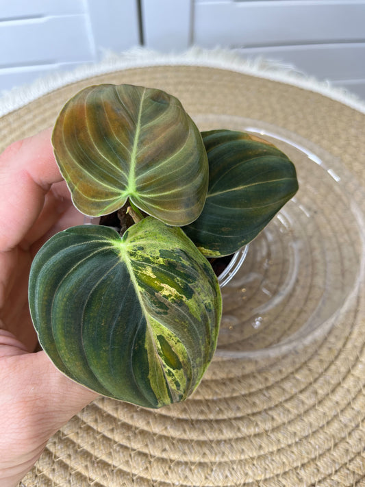 Philodendron Melanochrysum Variegated 2