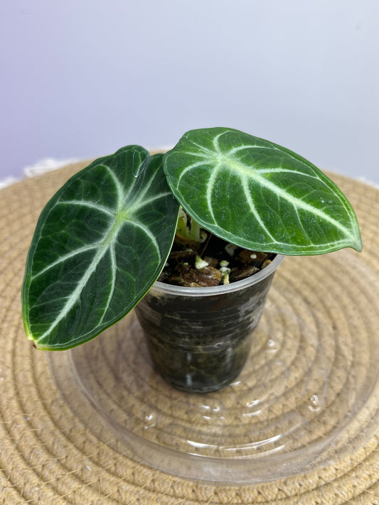 Alocasia Ninja 2