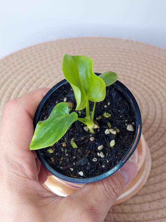 Philodendron Luxurians (B)