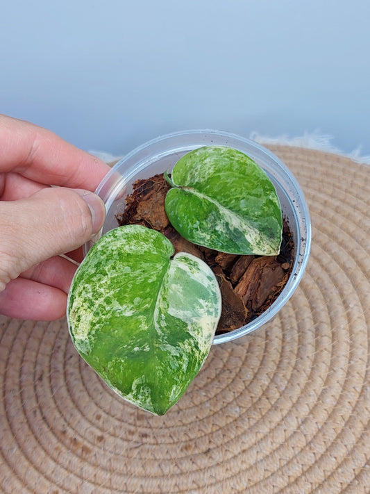 Scindapsus Mangurai Variegated #1
