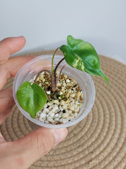 Alocasia Stingray Variegated B