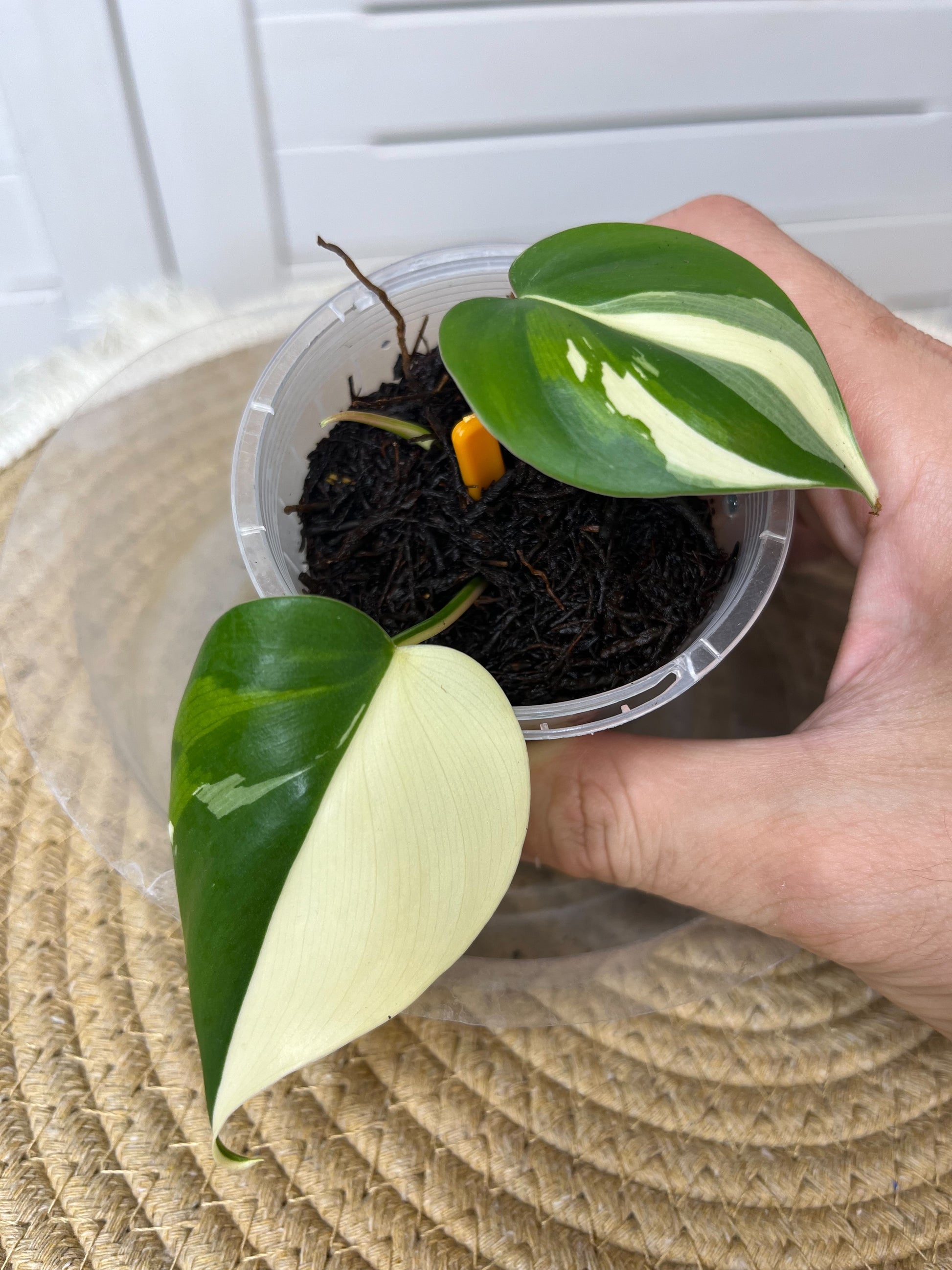 philodendron hederaceum albo Philodendron Hederaceum(Heartleaf) ALBO Variegated #2 – SOUL PLANT