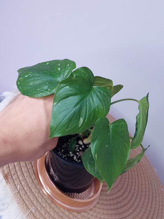 Homalomena Rubescens  Constellation (B)