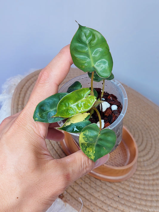 Philodendron Billietiae Variegated(TC) (B)