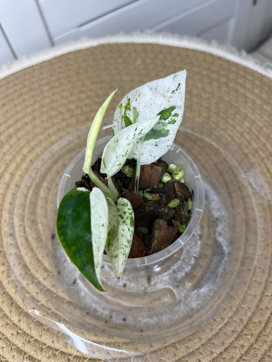 Epipremnum Pinnatum Marble 2