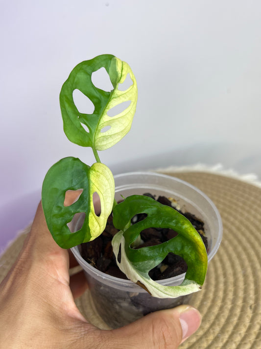 Monstera Monkey Mask(Adansonii) Variegated B