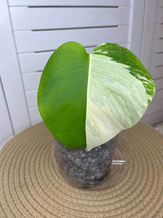 Monstera Borsigiana Albo Variegated 2