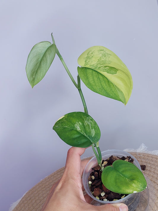 Scindapsus Jade Satin Variegated 2