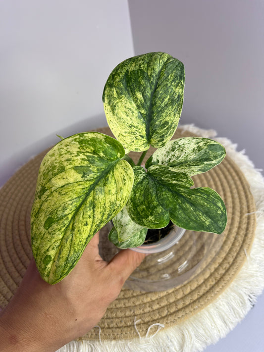Scindapsus Silver Cloud Variegated 2