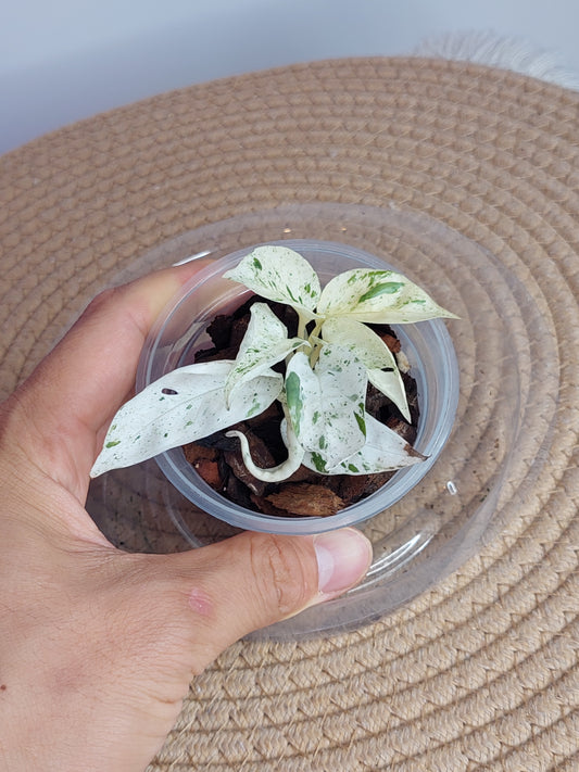 Epipremnum Pinnatum Marble - 2