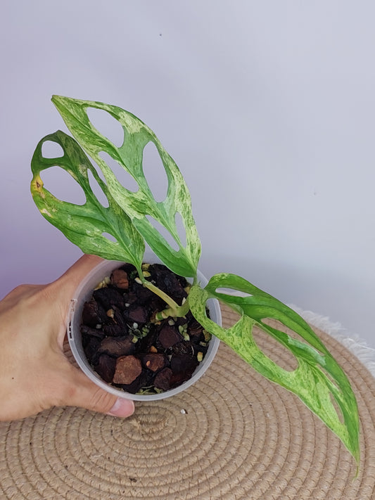 Monstera Adansonii Mint #1