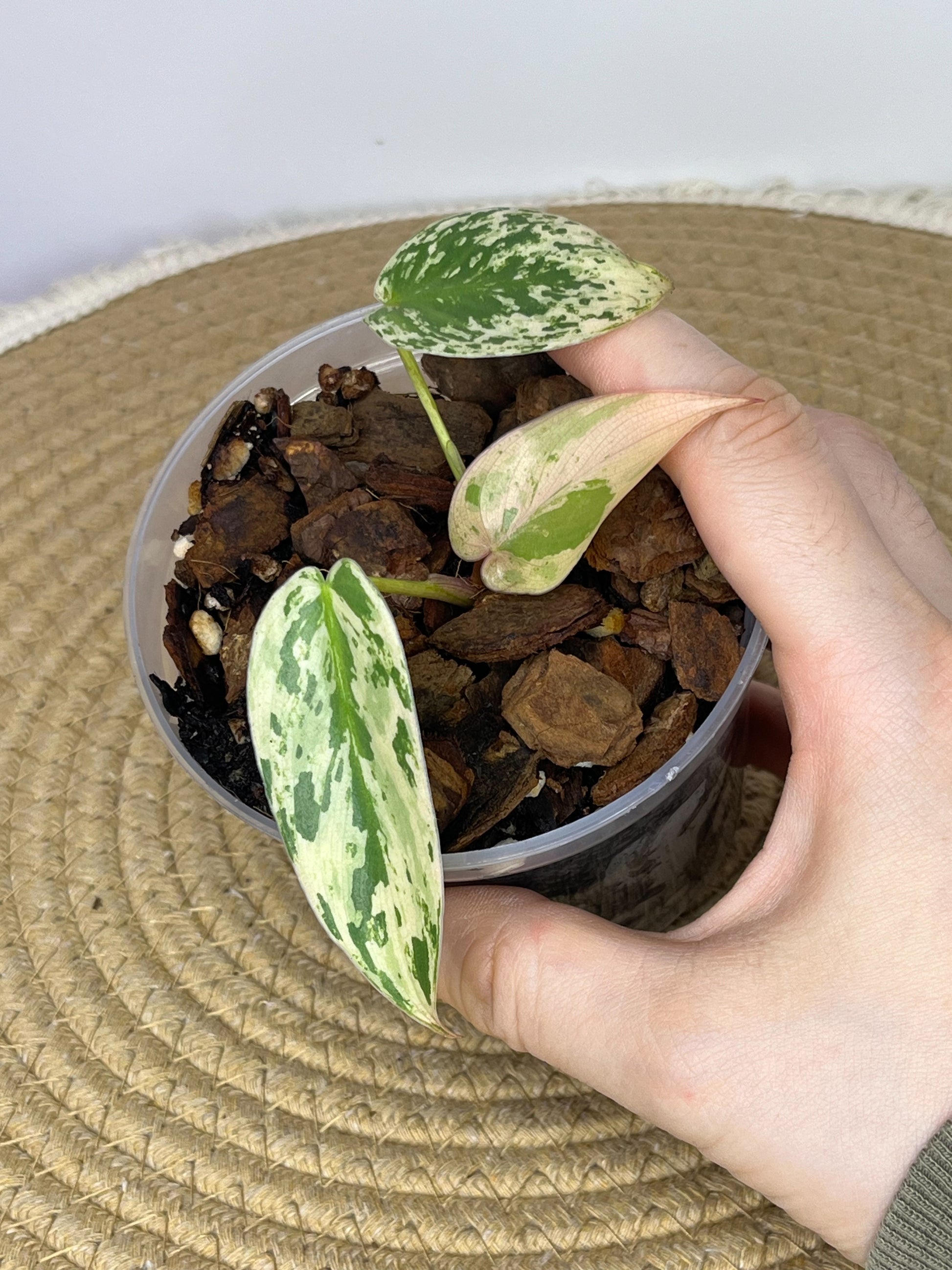 variegated philodendron imbe Philodendron Imbe Variegated #2 – SOUL PLANT