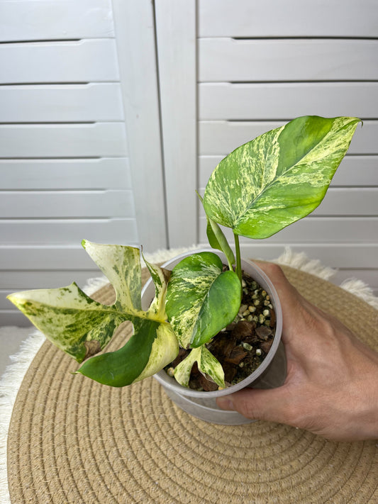 Minima Albo(Rhaphidophora Tetrasperma) Variegated (2)