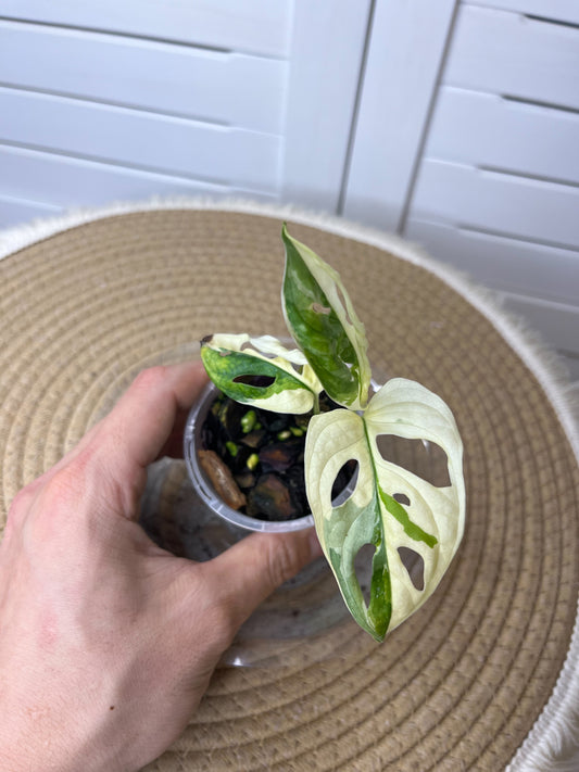 Monstera Monkey Mask(Adansonii) Variegated 2