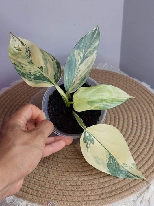 Philodendron Silver Sword Variegated (1)