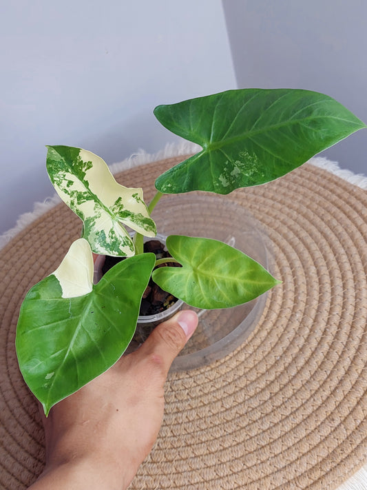 Alocasia Macrorrhiza Variegated (2)