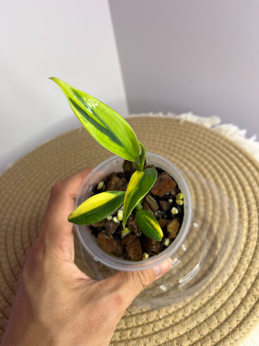 Scindapsus Coriaceus Aurea 2
