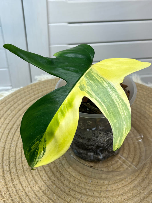 Philodendron Florida Beauty variegated -1