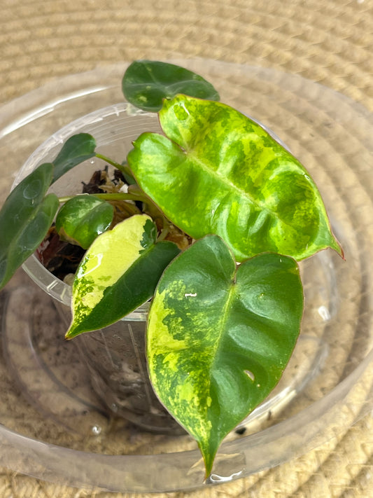 Philodendron Billietiae Variegated (TC) 2