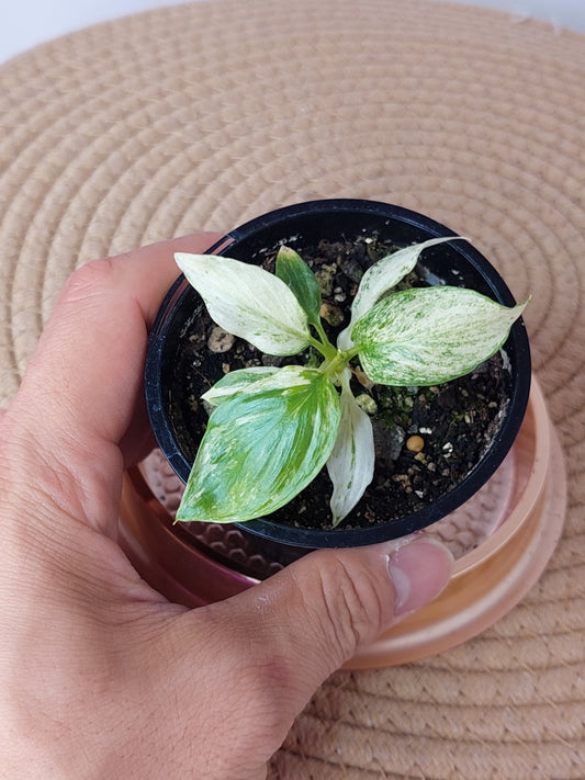 Homalomena Rubescens Mint (B)
