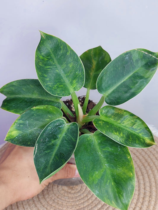 Philodendron Nuclear Congo Variegated 2